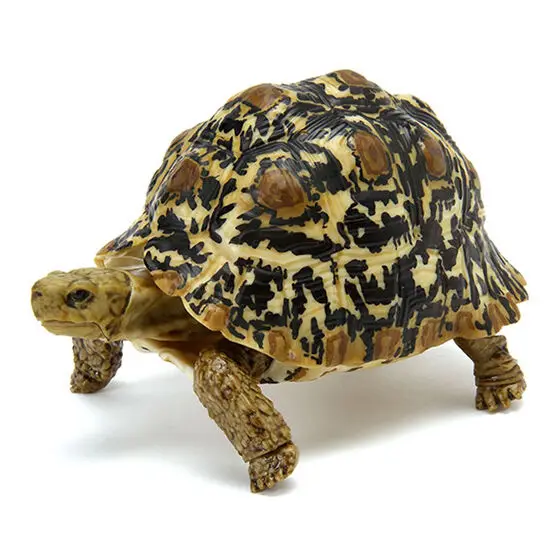 BANDAI Biological Encyclopedia Action Figures Model Amphibians Leopard Tortoise Gashapon Ornament Genuine Collect Ornaments