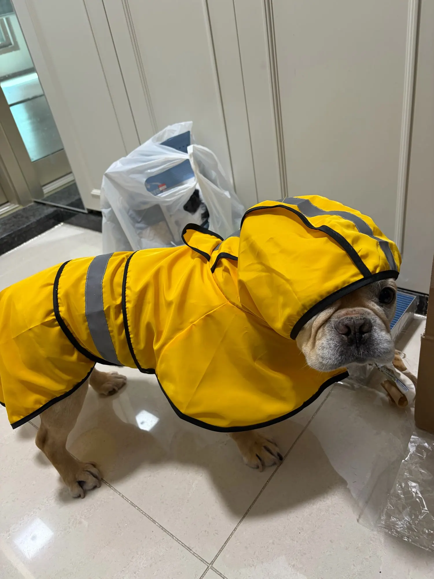 Customer review photo for Waterproof Dog Raincoat — Adjustable, Windproof & Hooded