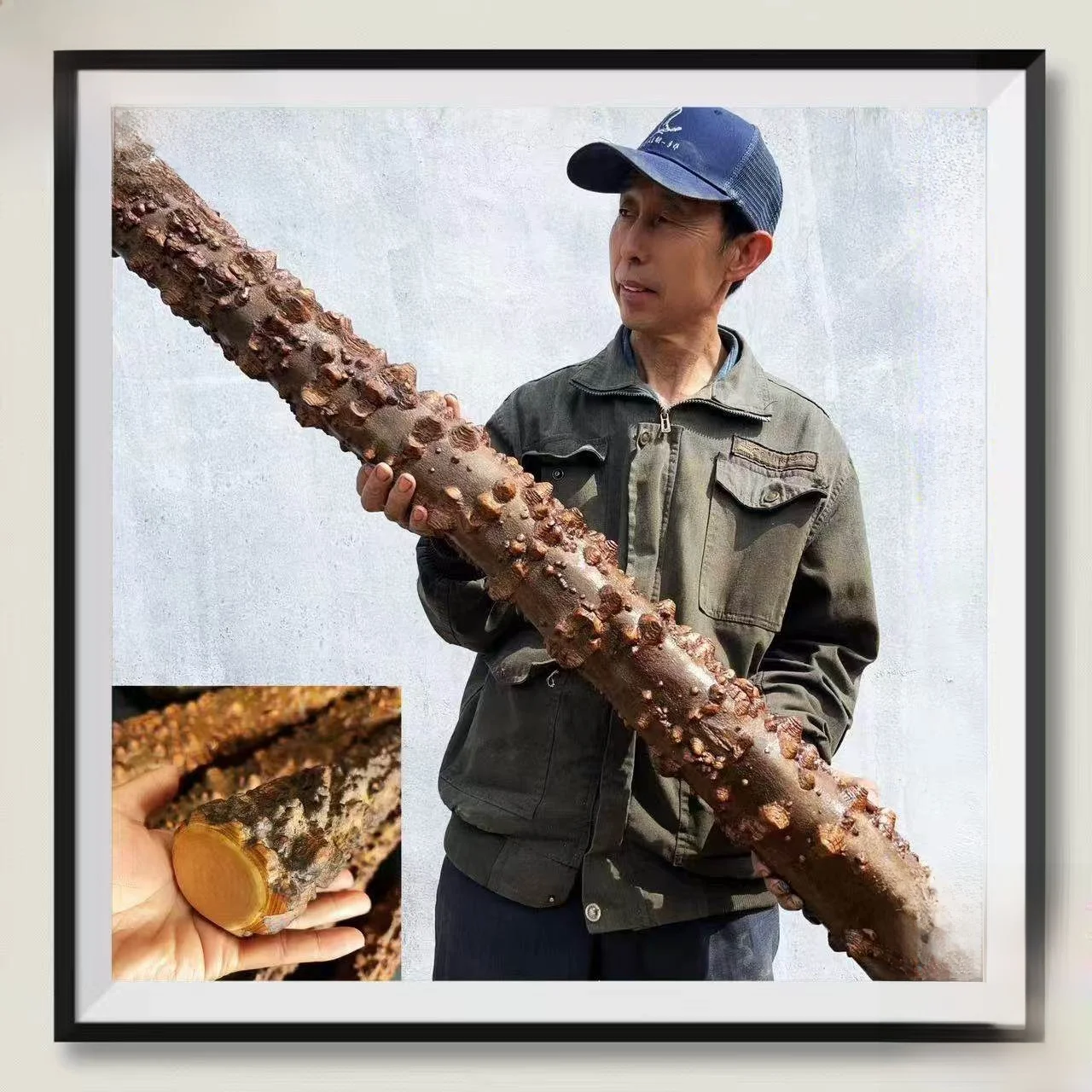 Zanthoxylum Bungeanum Extra Thick Wild Zanthoxylum Bungeanum Log Wood Segment DIY Carving Material
