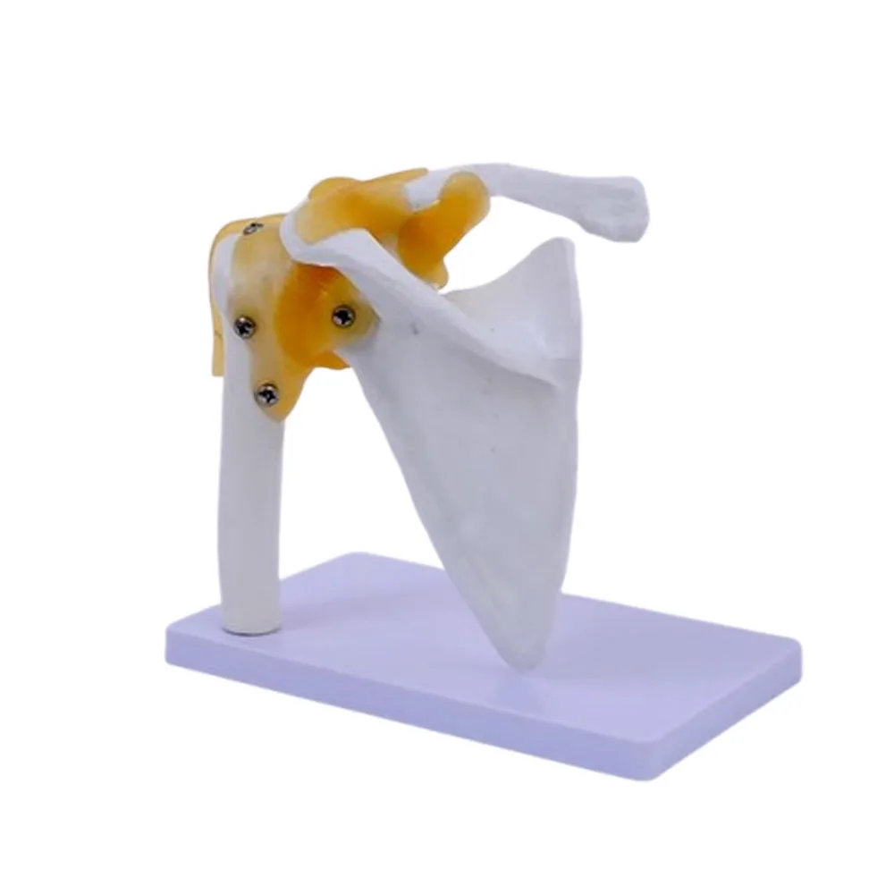 نموذج مفصل الكتف للهيكل العظمي البشري التشريحي الطبي للتدريس