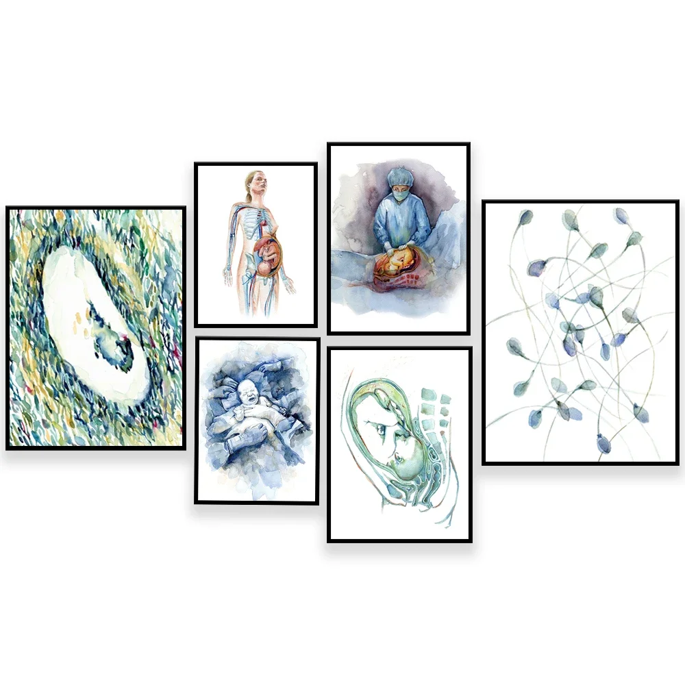 Menstrual cycle, sperm print, cesarean section OBGYN and female reproductive anatomy, ultrasound, pregnancy watercolor poster