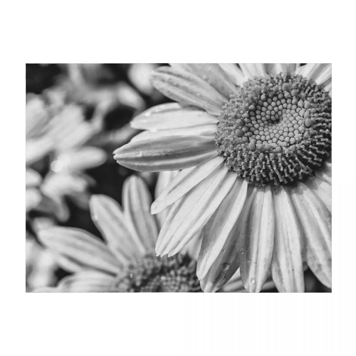 

Daisy Throw Blanket Kid'S For Sofa Thin Luxury Sofa Blankets