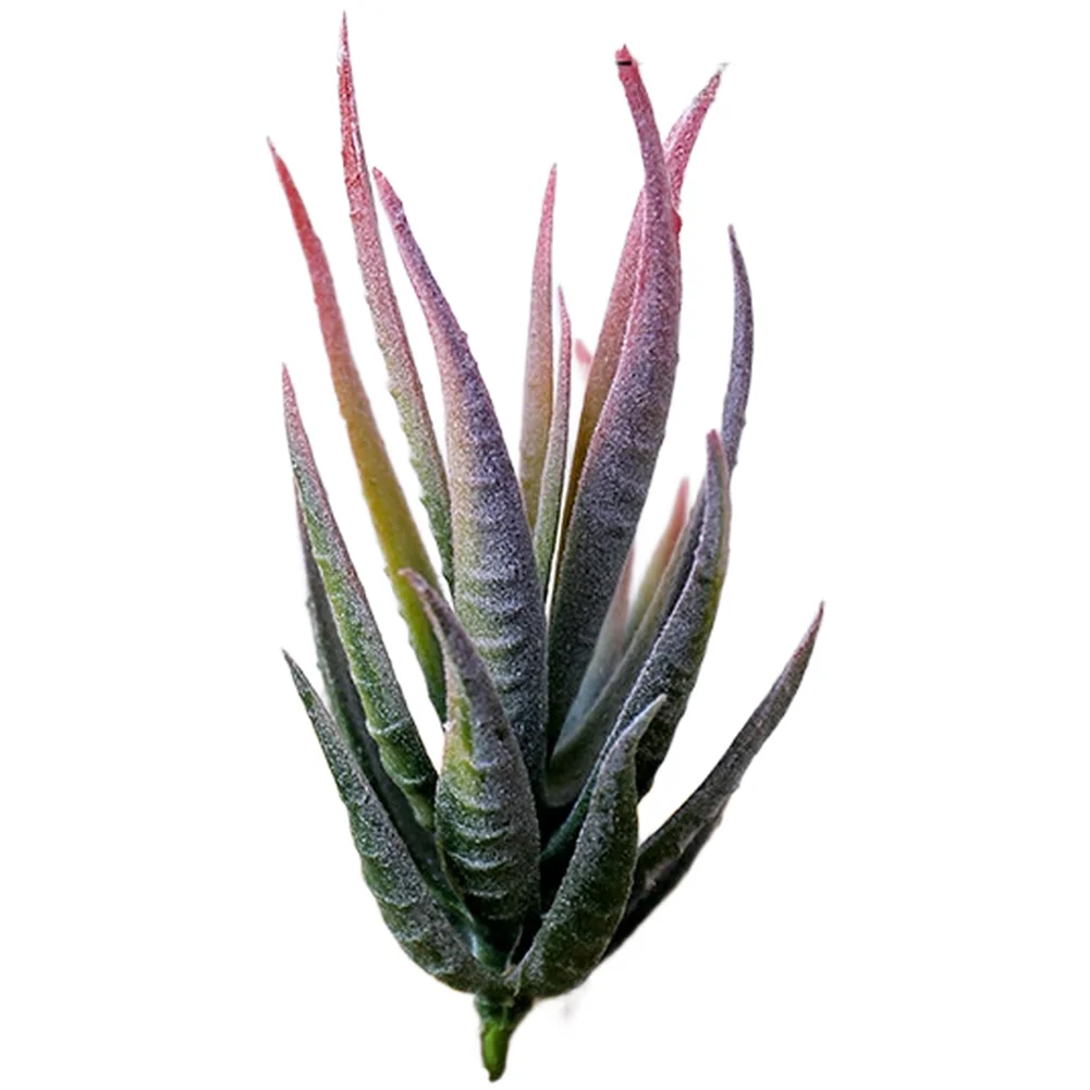 For zebra-Style Artificial Aloe Plant for Creative Wall Installations Fake Succulent for Contemporary Interiors
