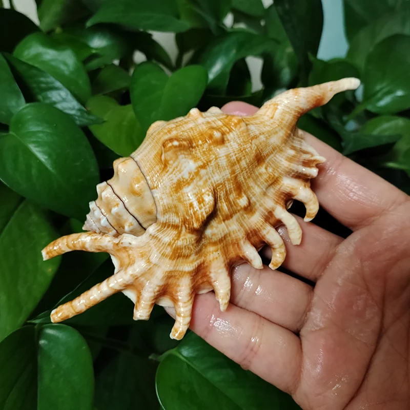 2 PCS Common Spider Conch Sea Shells Big Strombus Lambis Ocean Shell Collectors Wedding Decor Beach Theme Party, DIY Crafts