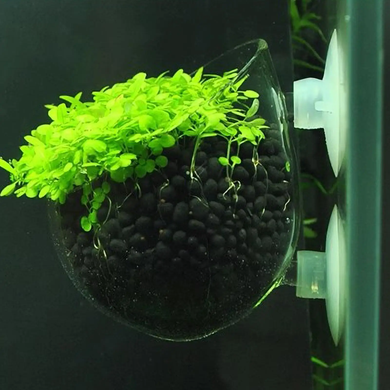 Aquarium Glass Plant Pot with Suction Cups Live Plants Fish Tank Holder Aquatic Planter Aquarium Decoration for Aquarium Lanscap