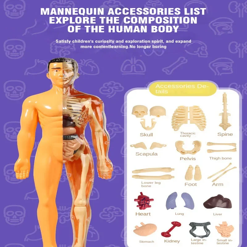 3D Human Body โครงกระดูกโครงกระดูกมนุษย์เด็ก DIY Anatomy Organ ของเล่นลําตัวปริศนาประกอบการศึกษารุ่นการสอน Aid