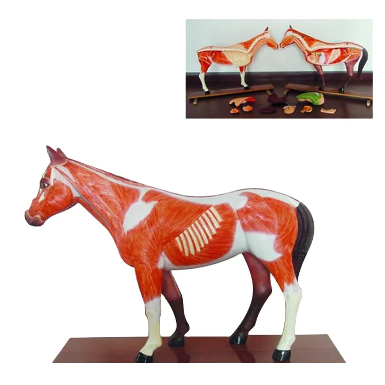 Medical science Horse Pig Cow Dog Cat Animal Anatomy Model Model