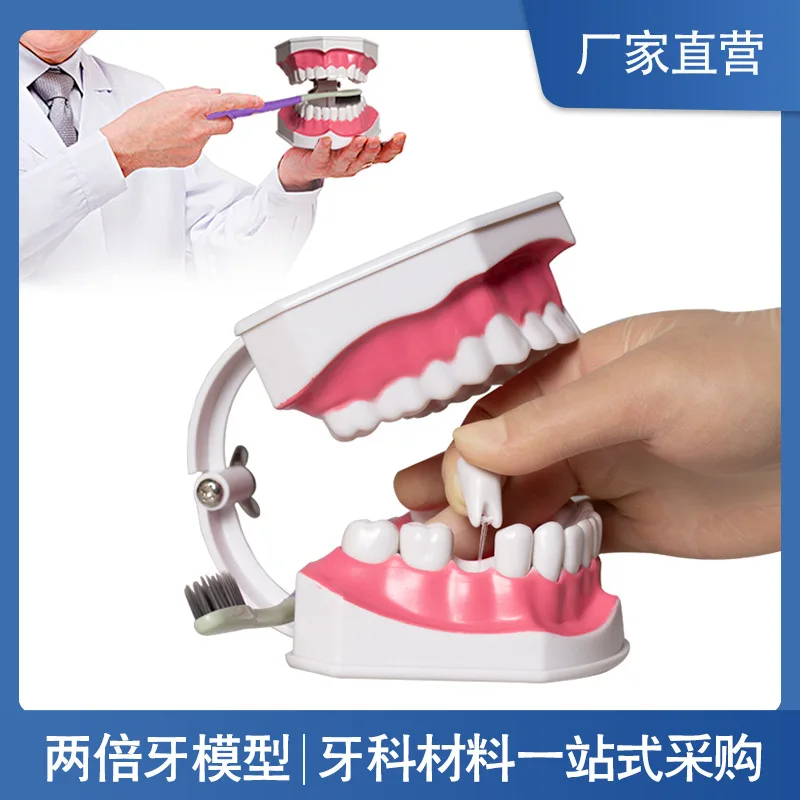 

Dentals care model 2 times,oral care brushing instruction,teaching equipment dentition teeth brushing teaching aids for children