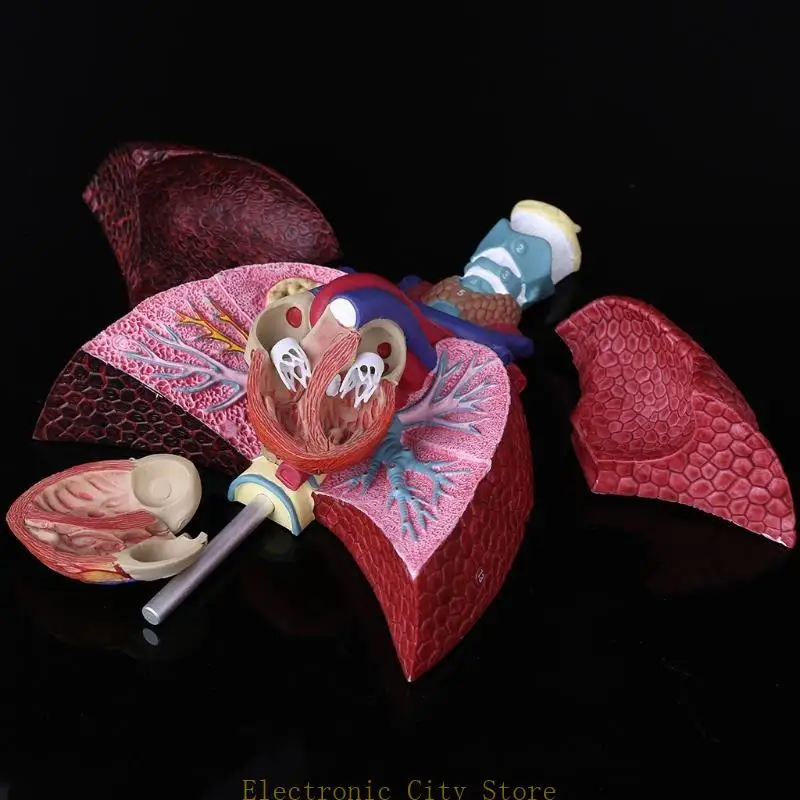 Life Size Human Lung Model Anatomical Respiratory System Anatomy for School Science Resources Study Display Teaching Tool