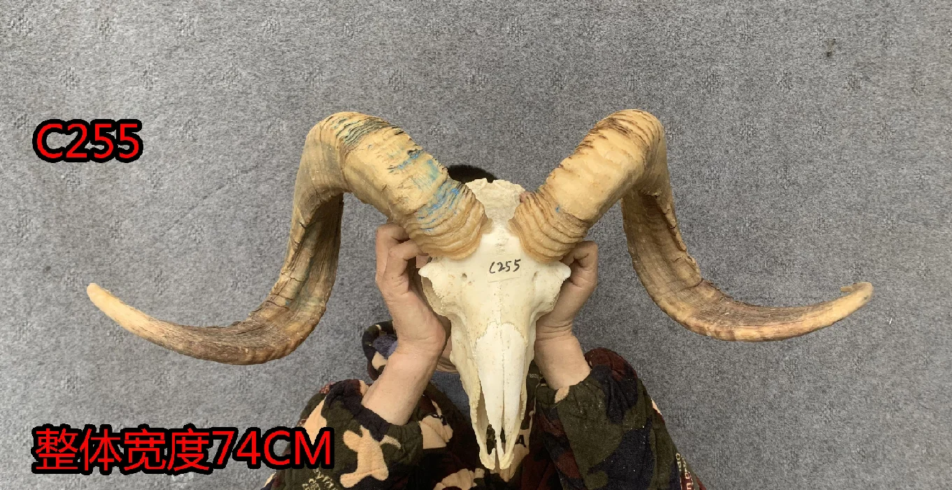 Tibetan Pure Natural Real Sheep Skull and Horn Specimens, Decorative Ornaments, Handmade Wall Hangings, Unique Handicrafts