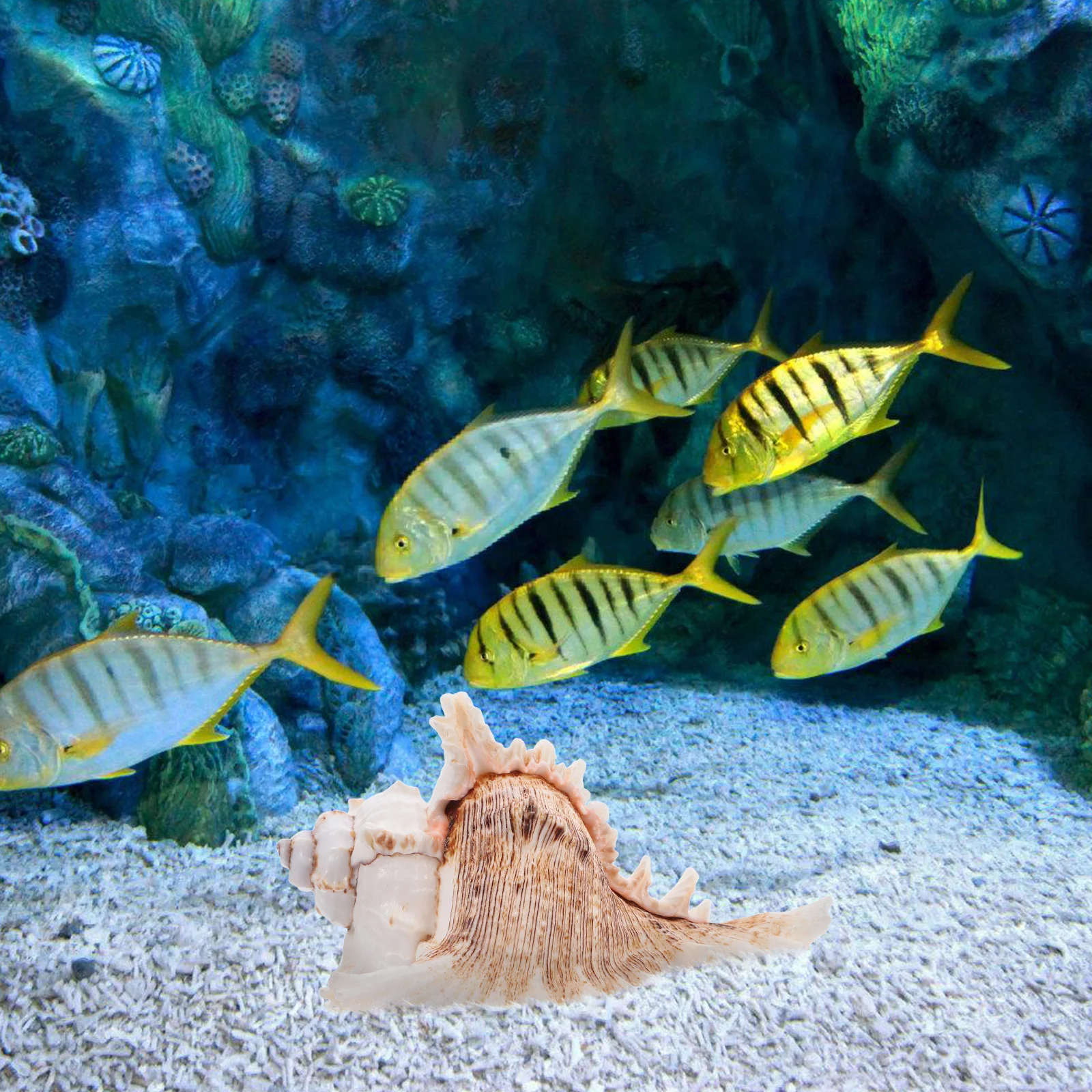 

Large Natural Conch Shells For Vase Fillers Aquarium Decor Beach Theme Party Decoration Desktop Seashell Craft Wedding