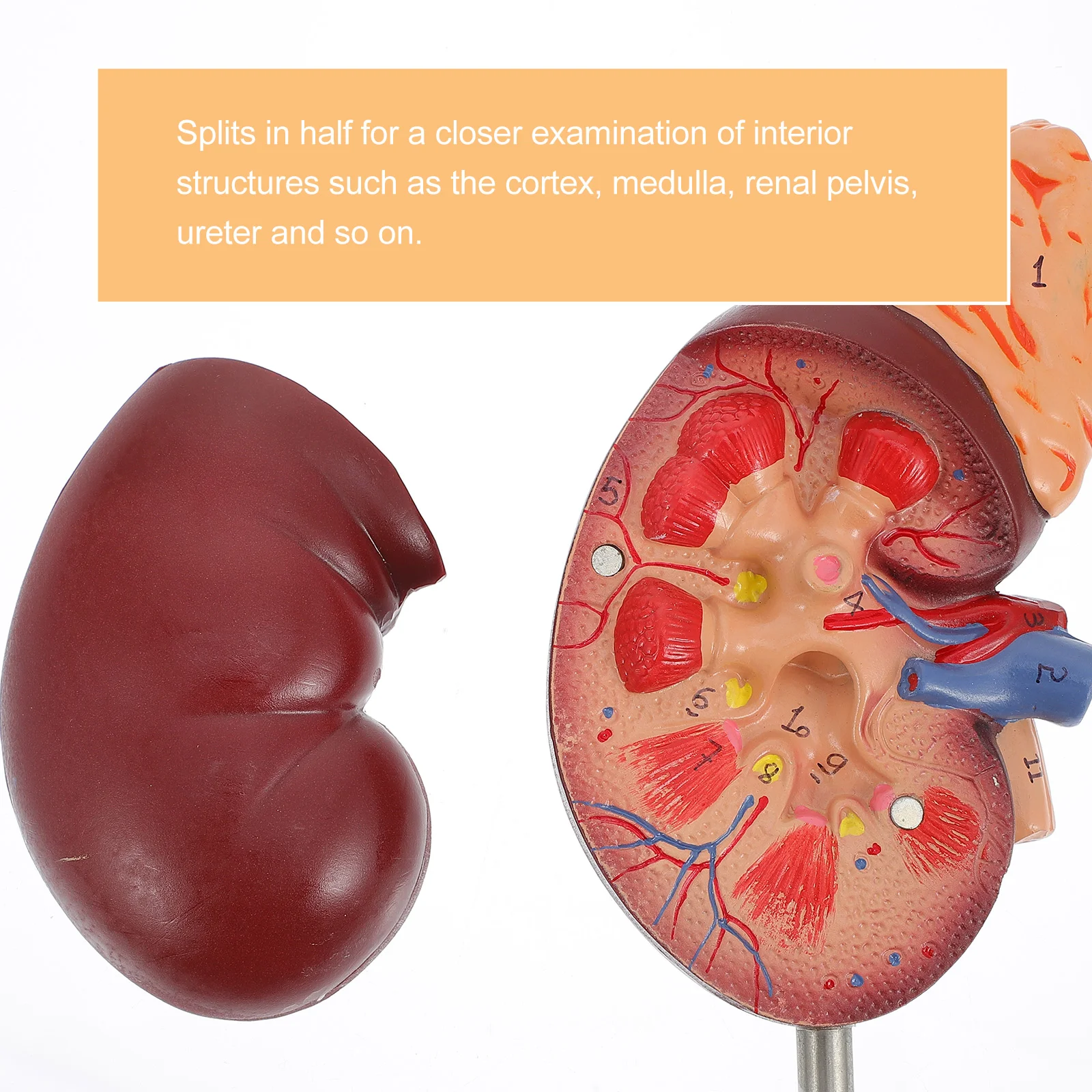 1 modelo de riñón extraíble 2 piezas anatomía humana disección de PVC biología médica demostración educativa