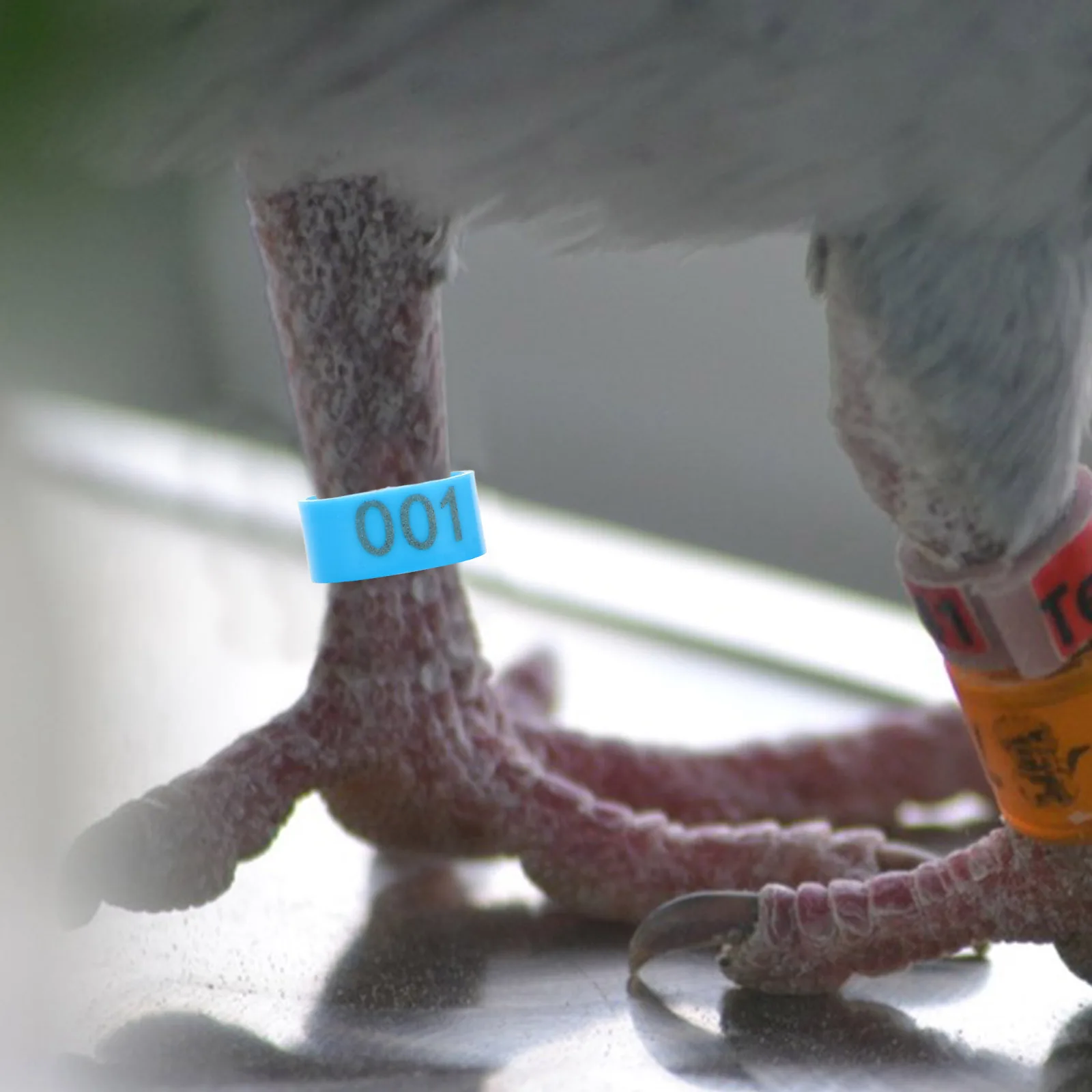 

100Pcs Durable Plastic Pigeon Leg Rings Numbered Foot Bands Identification for Racing and Breeding Birds Bird Pigeons Leg Rings