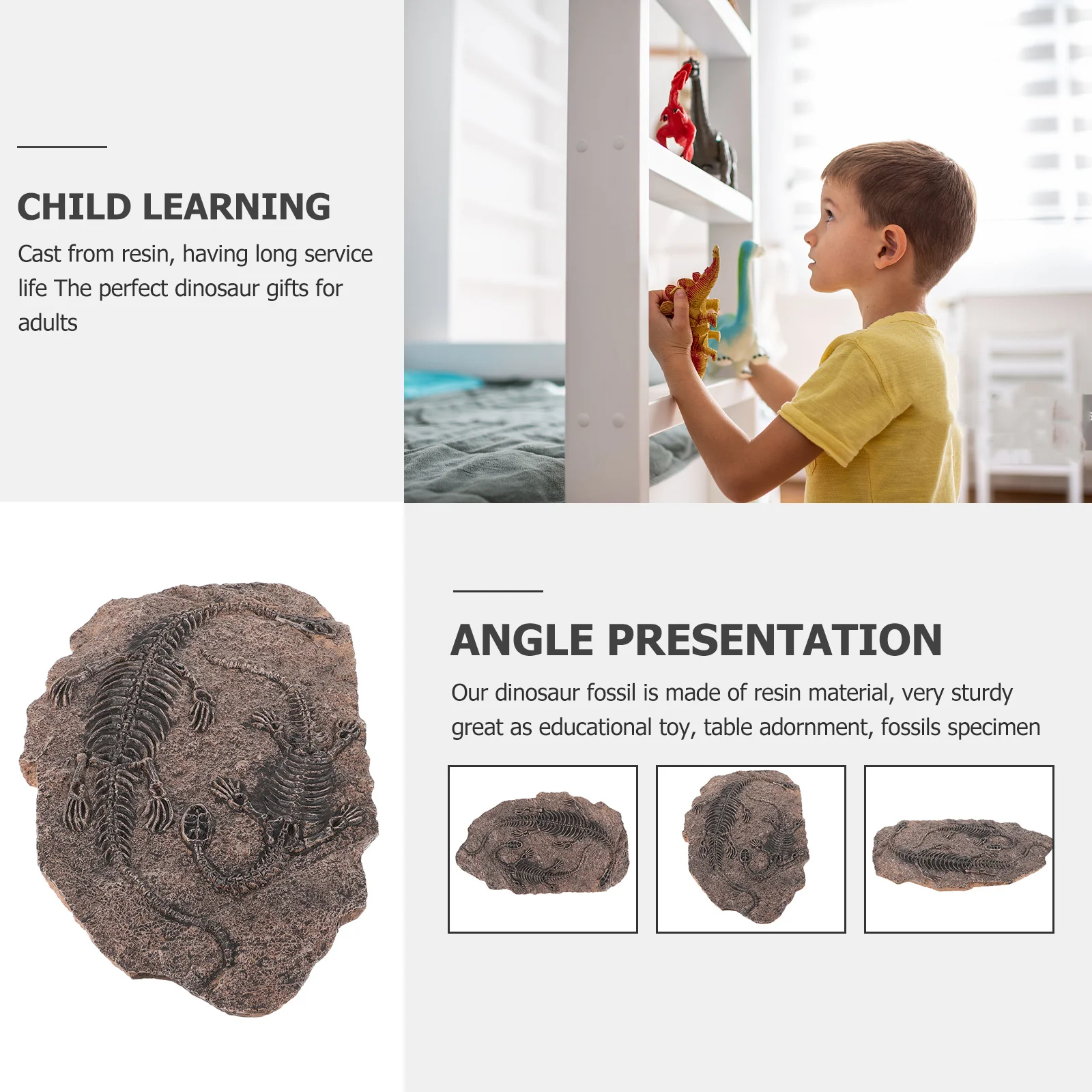 

Dinosaur Skull Resin Ornamental Educational Teaching Specimen for Home Party Decoration Paleontology Adornment