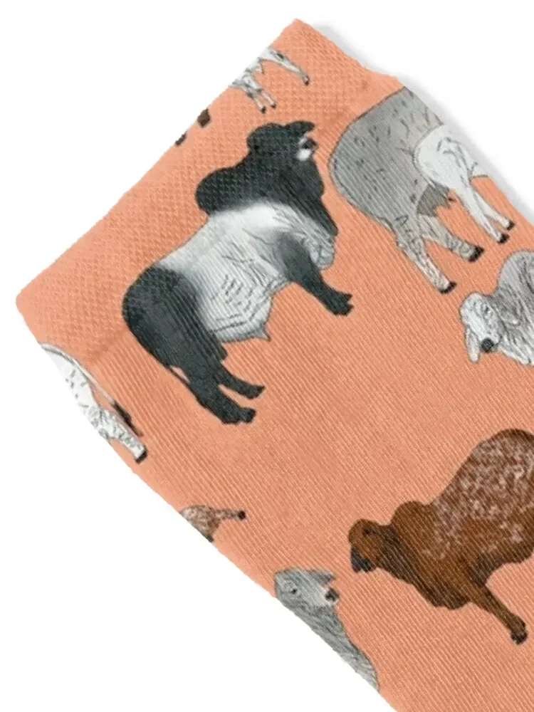 Brahman الماشية الخوخ الجوارب بالجملة أحذية المشي لمسافات طويلة رجل مجموعة الجوارب للرجل المرأة