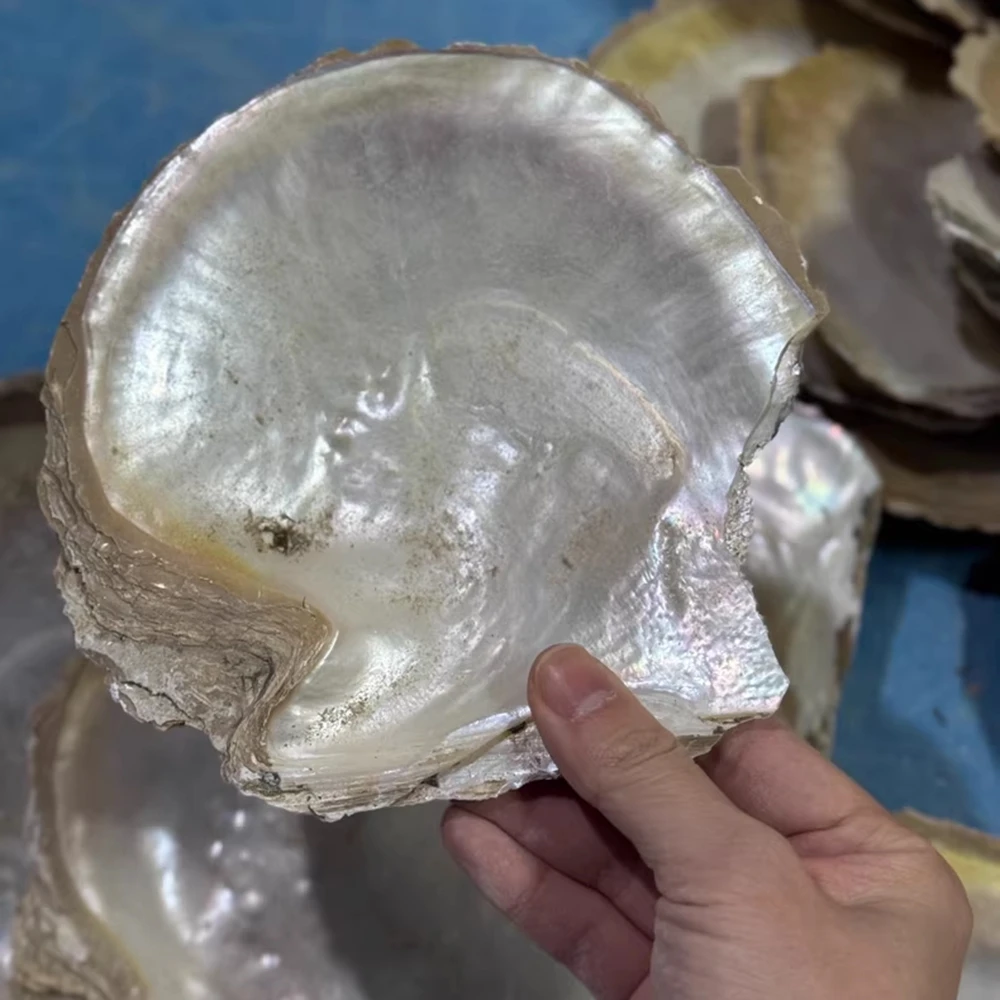 

2kg/Lot Natural Yellow Shell for DIY Gems Artware