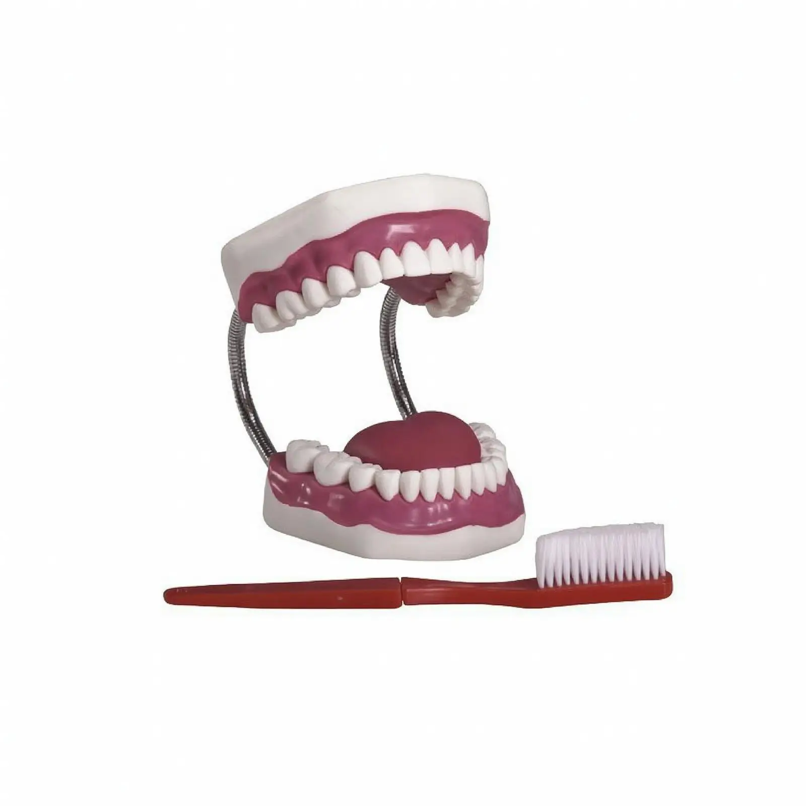 Dental Health Teaching Ai Model 5x Enlarged Educational Tool for Classroom Brushing Practice with U Shaped Toothbrush