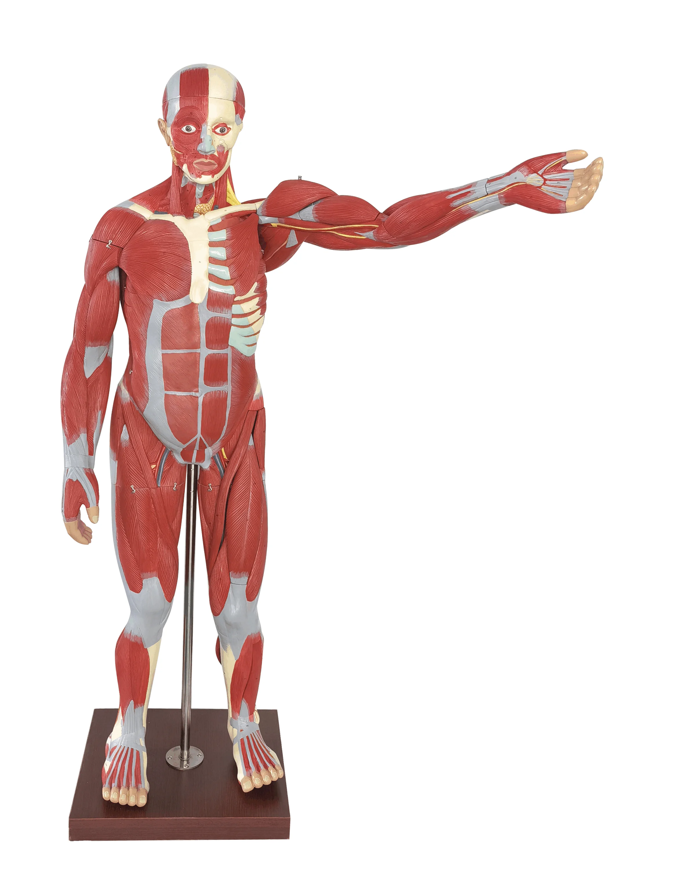 170cm Human Whole Body Muscle Model Medical Science Muscular System Anatomy Simulator Teaching Aids for Medicine College Biology