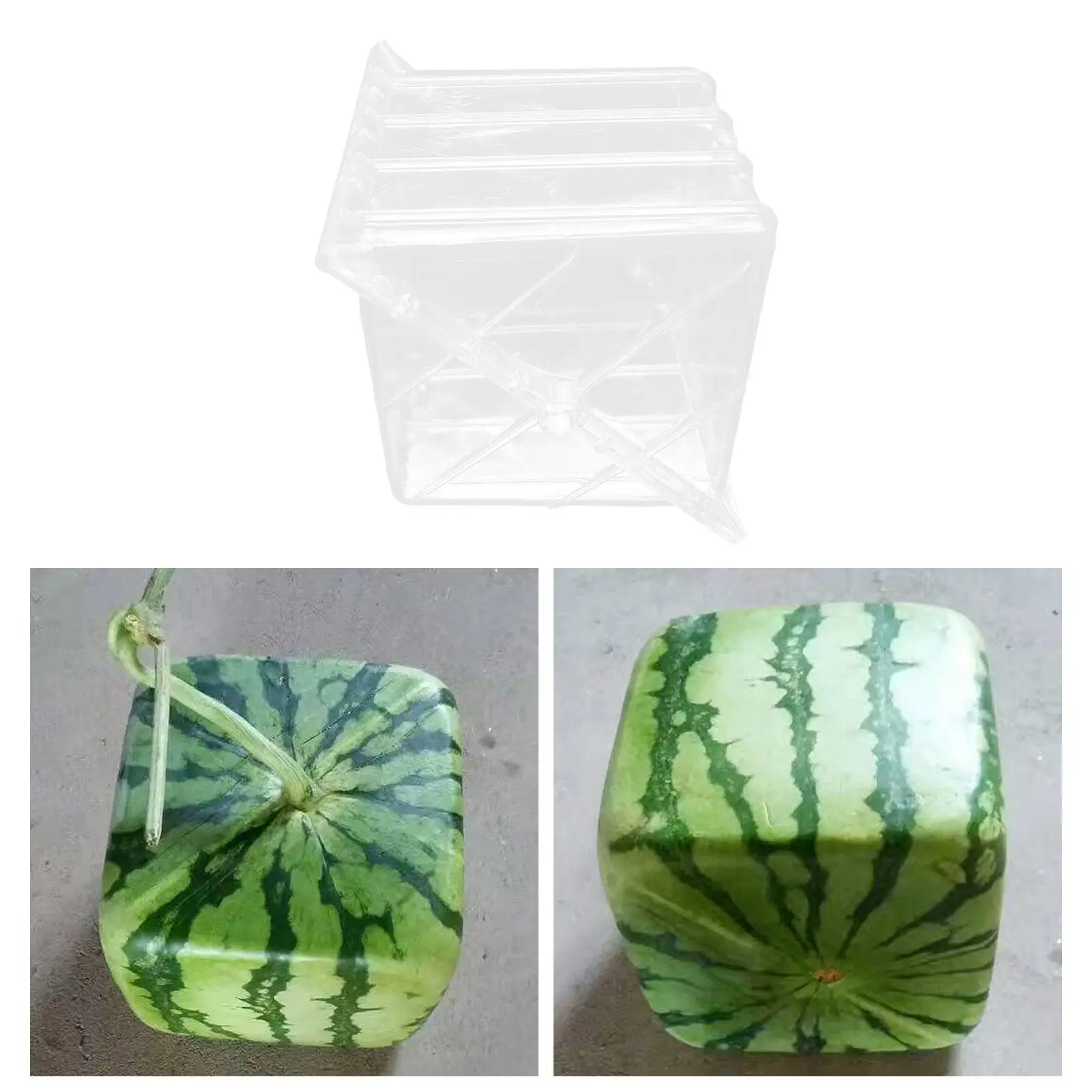 Molde de crecimiento de sandía, herramienta de modelado transparente, creativa, fácil de usar