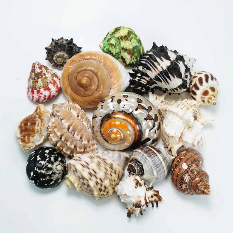 صدف المحار ، السلطعونات ، حوض أسماك ، مناظر طبيعية ، ديكور منزلي #5