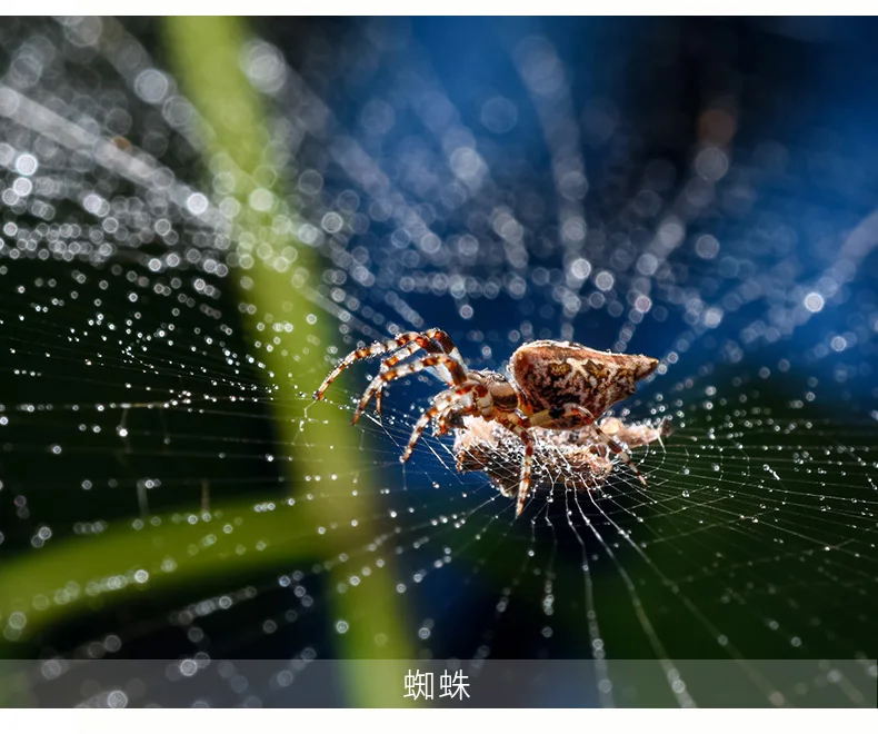 ZHONGYI 20 مللي متر F2 4X عدسة ماكرو تركيز يدوي إطار كامل لسوني E Nik F Fuji X Pentax PK Canon EOS EF Mount Camera