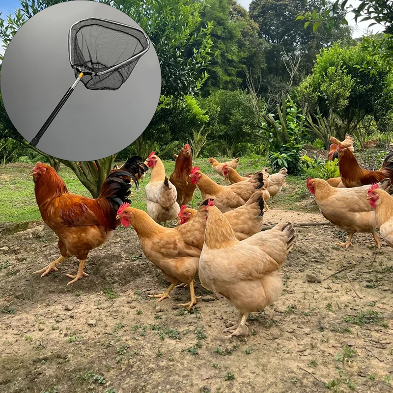 

1 комплект инструментов для ловли цыплят, утки, включая складные сетки для погружения, крючки, телескопические сетки, подходящие для ферм, ферментов и дворов