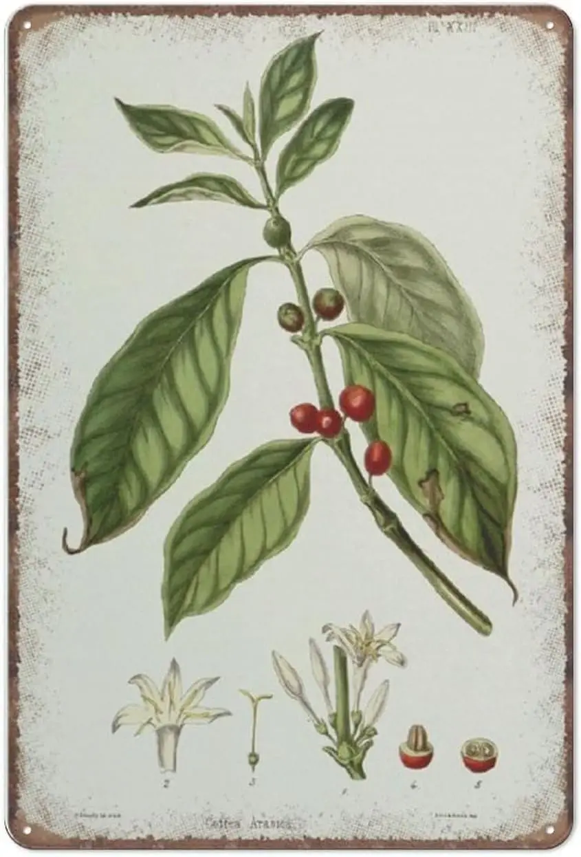 Another Beautiful Coffee Plant Tin Signs - Vintage Coffea Arabica Funny Metal Sign Plaqu Poster Wall Art Pub Bar Kitchen