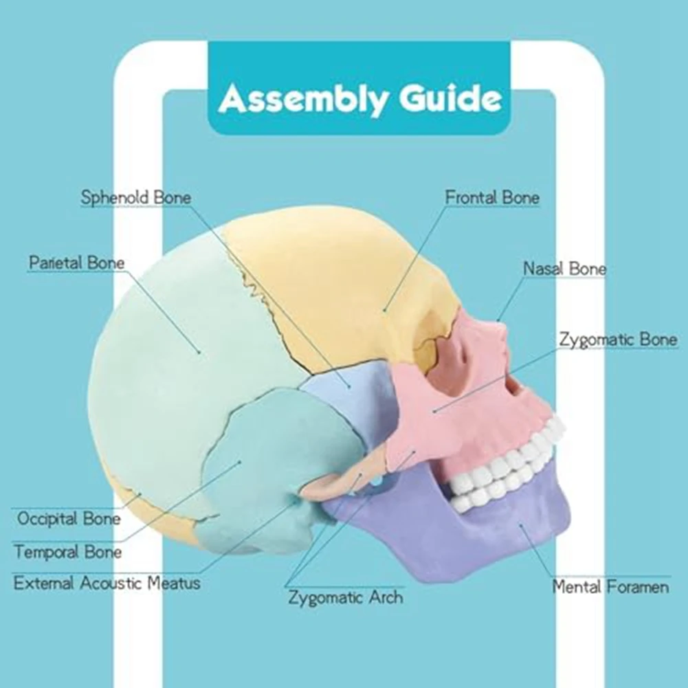 Anatomy Skull Model, Human Anatomy Skull Puzzle, Detachable Mini Human Skull Model, Clinic Teaching