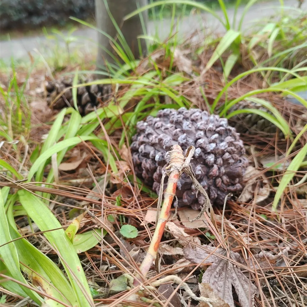 Creative Resin 1:1 Pinecone Key Box - Anti-Lost Hidden Money Secure Storage Organizer Discreet Safe Container