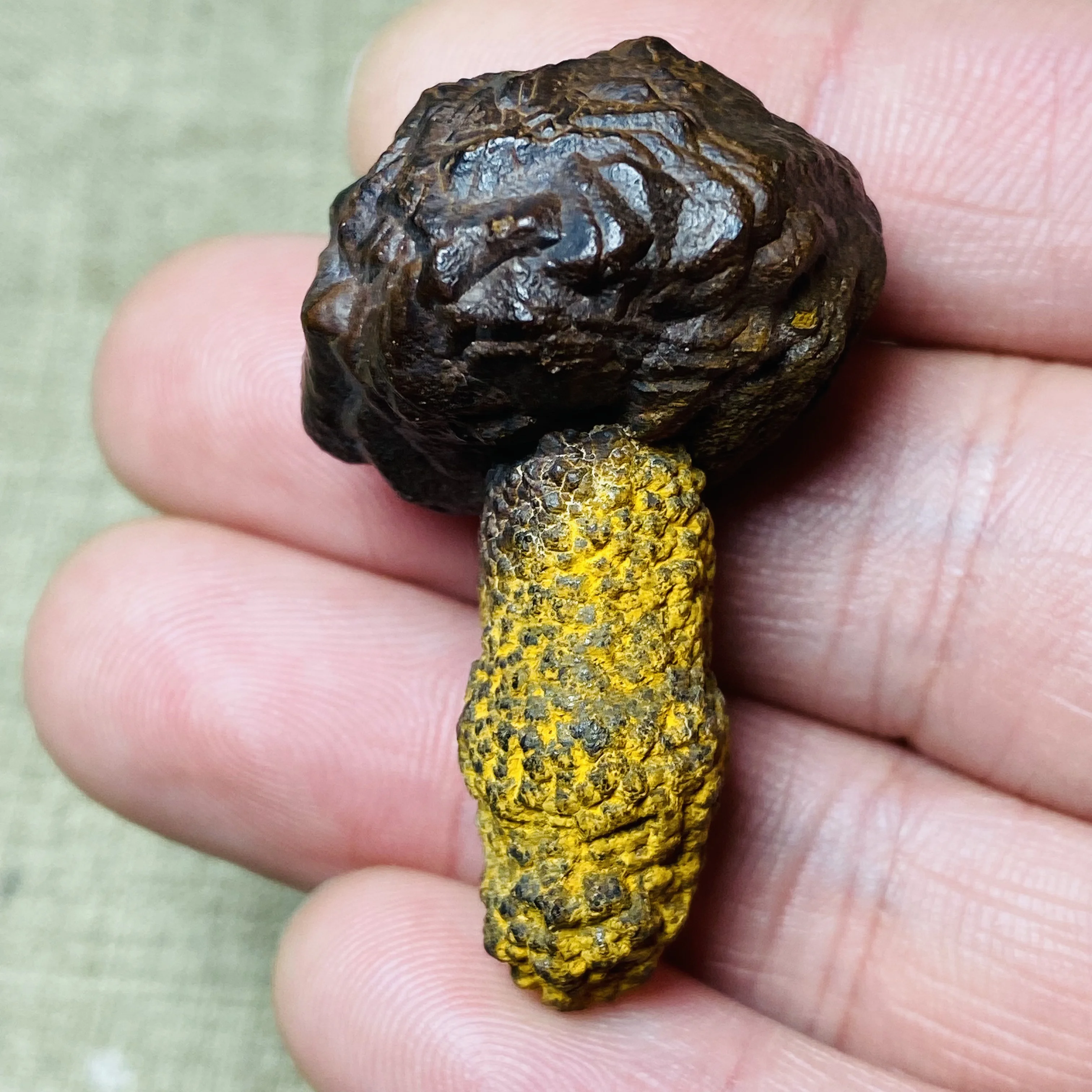 Natural Black Palm Stone Raw Mineral Specimen Reiki Healing Crystal for Meditation Energy Balancing Unique Collection Gift
