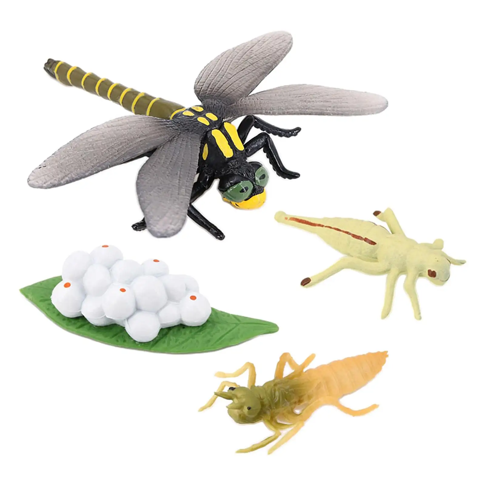 

4 Stages Life Cycle of a Dragonfly Simulation Wild Insect Animal Toy Science and Education Toys For Kid Birthday Gift