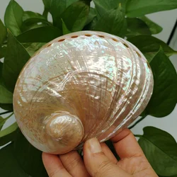 Polished Abalone Shell 100% Australian White Natural Shell for Smudging Sage Burner Holder, Meditation, Home Décor and to Gift