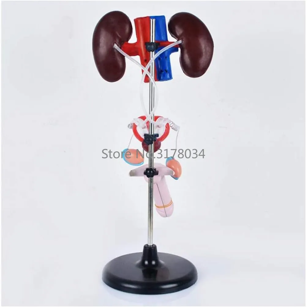 Human Genitourinary System Model Organ Anatomy Model Male Genitourinary Model for Medical Educational Training Aid