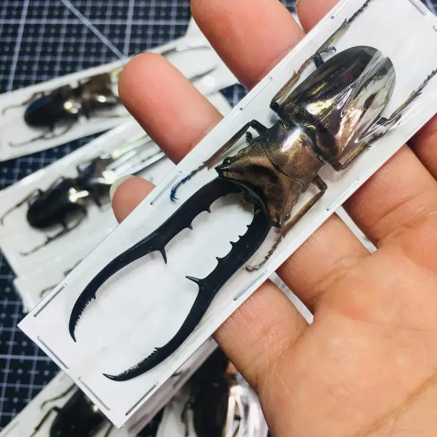 

60-85 мм Cyclommatus Metallifer Finae настоящий образец насекомых A1 коллекция жуков DIY панк материал насекомых домашний декор скульптура