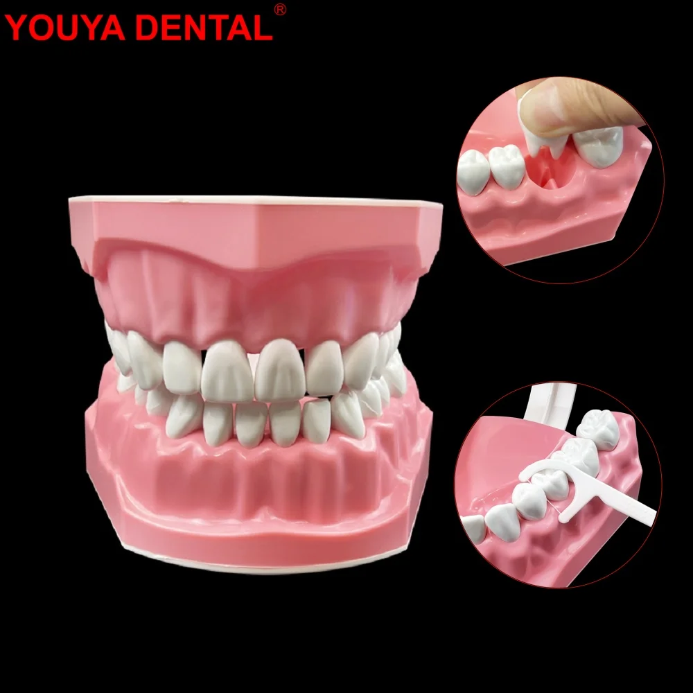 

1pcs Dental Model Teeth Teaching Model Plastic Removable Teeth Model For Dentist Dental Students Studying Education Demo Display