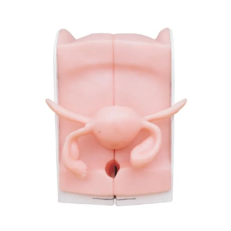 Advanced Anatomical Female Vagina Model