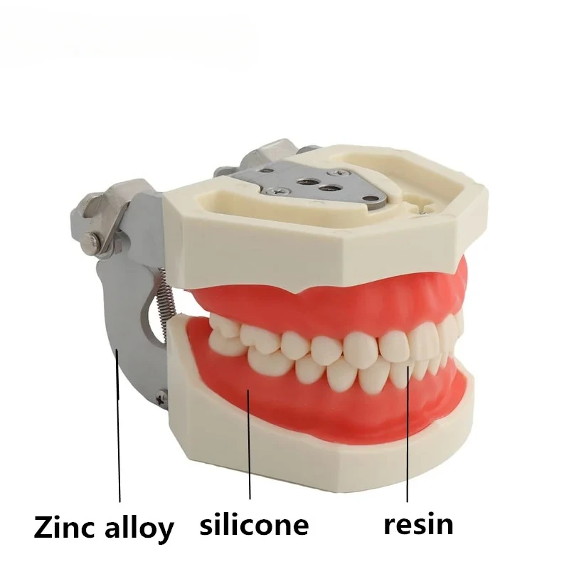 28 نموذج لشكل الأسنان لتدريب فني الأسنان الفك Typodont نموذج طب الأسنان القياسي نموذج تعليم الأسنان مع اللثة الناعمة