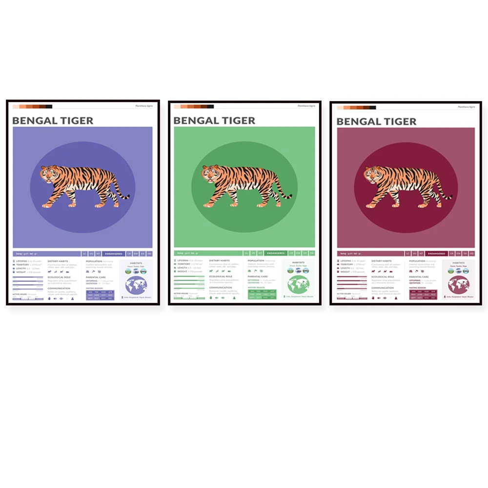 Bengal Tiger Print, Original Animal Artwork, Bengal Tiger Infographic Poster Nordic Print Mural Living Room Decoration