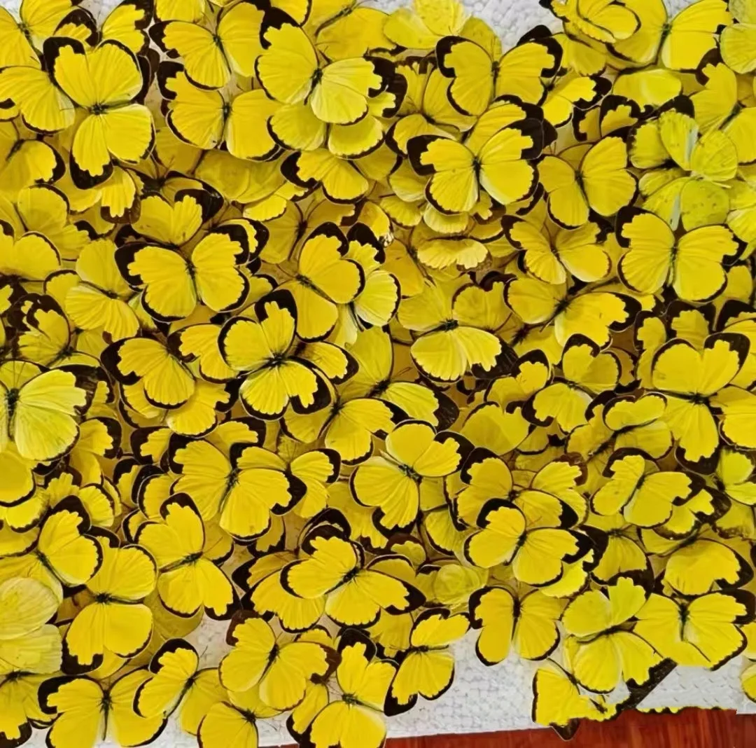 6-100 قطعة عينات الفراشة الحقيقية (يورما هيكابي)