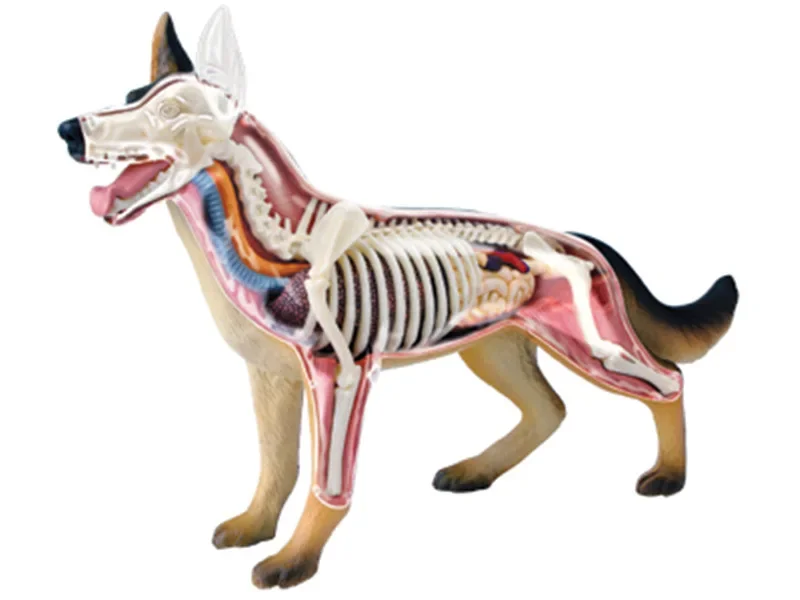 

Assembled toy simulation animal biological chicken cat dog horse pig shark whale organ anatomy