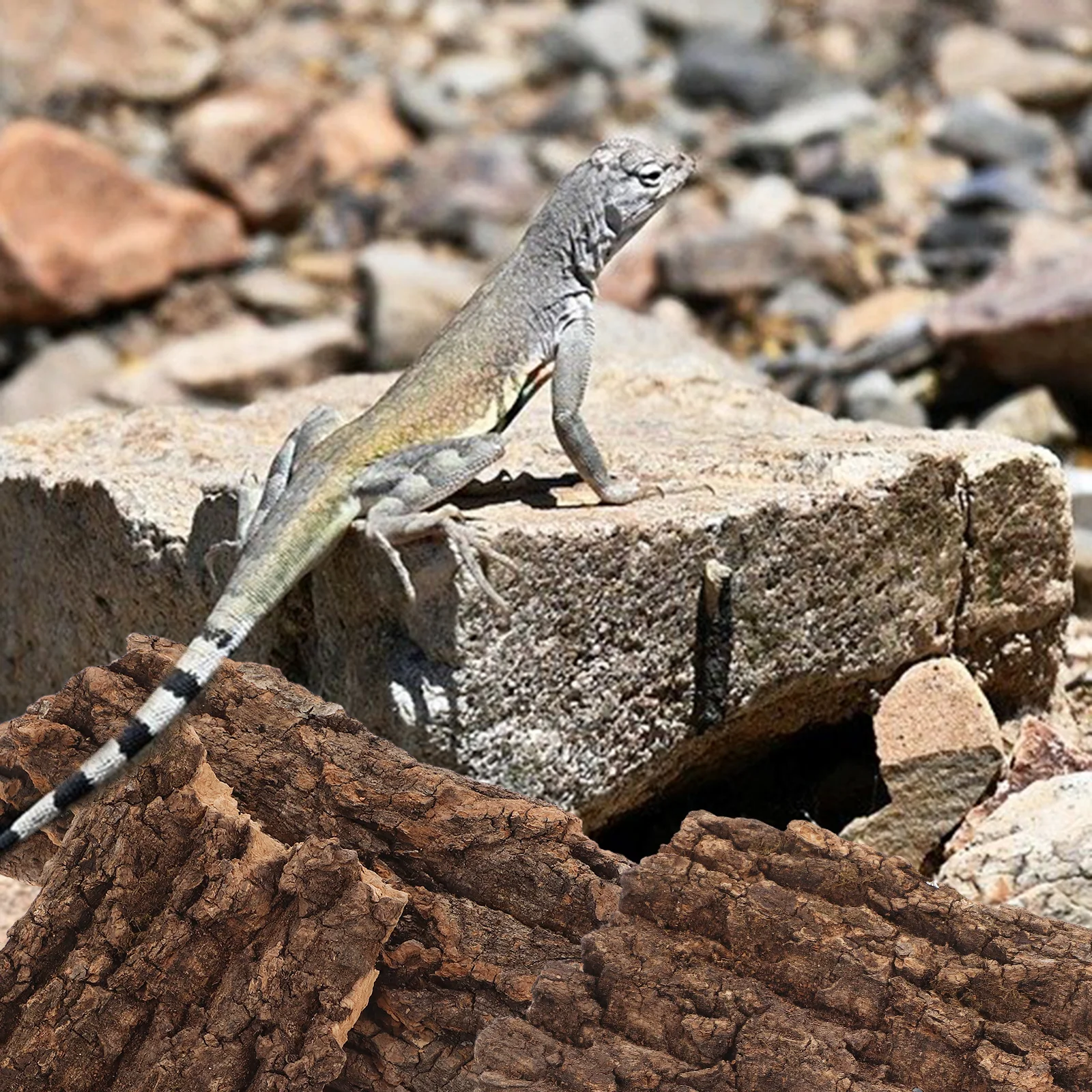 

4Pcs Reptiles Box Ornament Pine Bark Landscaping Decor for Dragon Beard Lizard Hiding Hut Tank Rainforest Climbing Environment