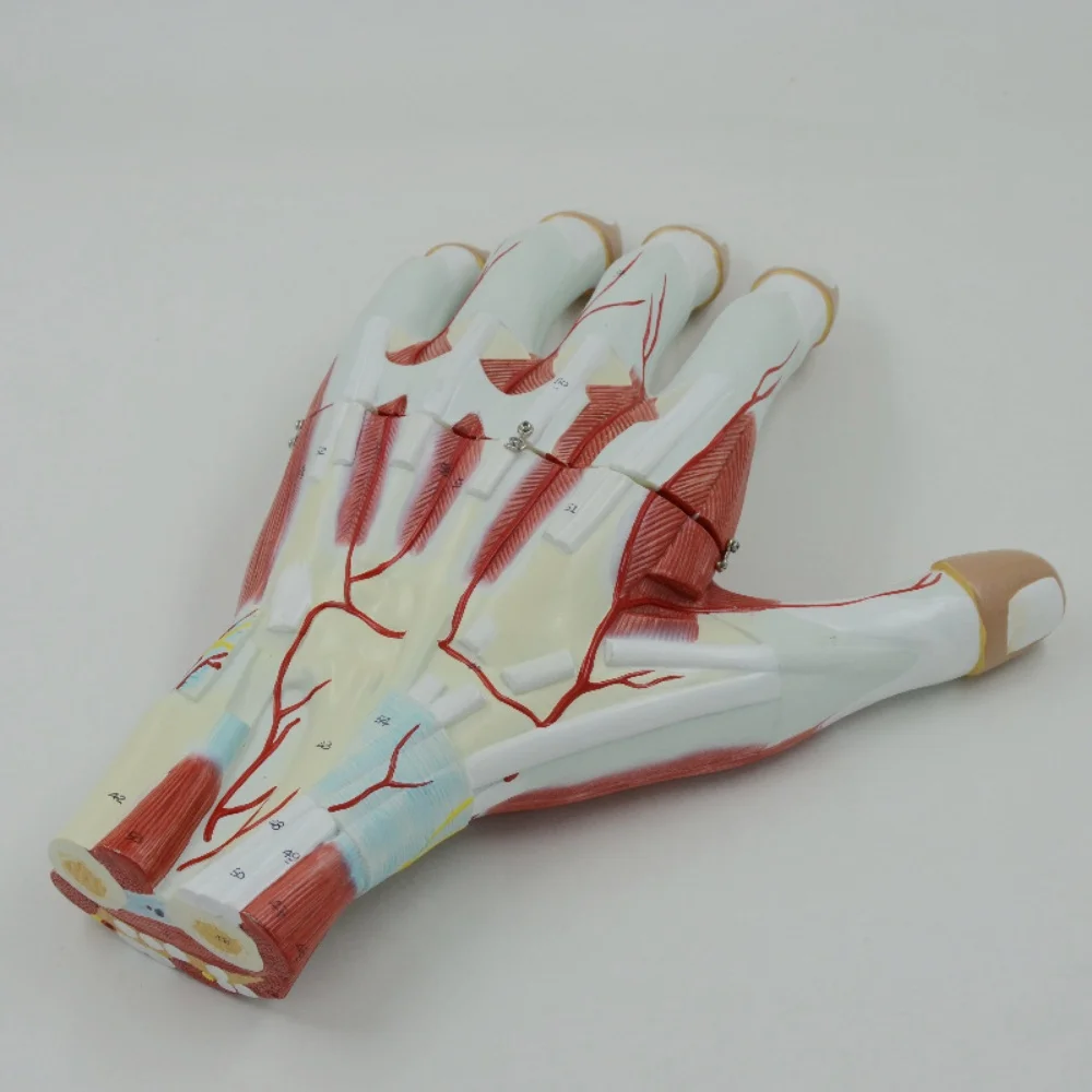 pvc material hand muscle anatomy magnifying medical teaching model 3 parts