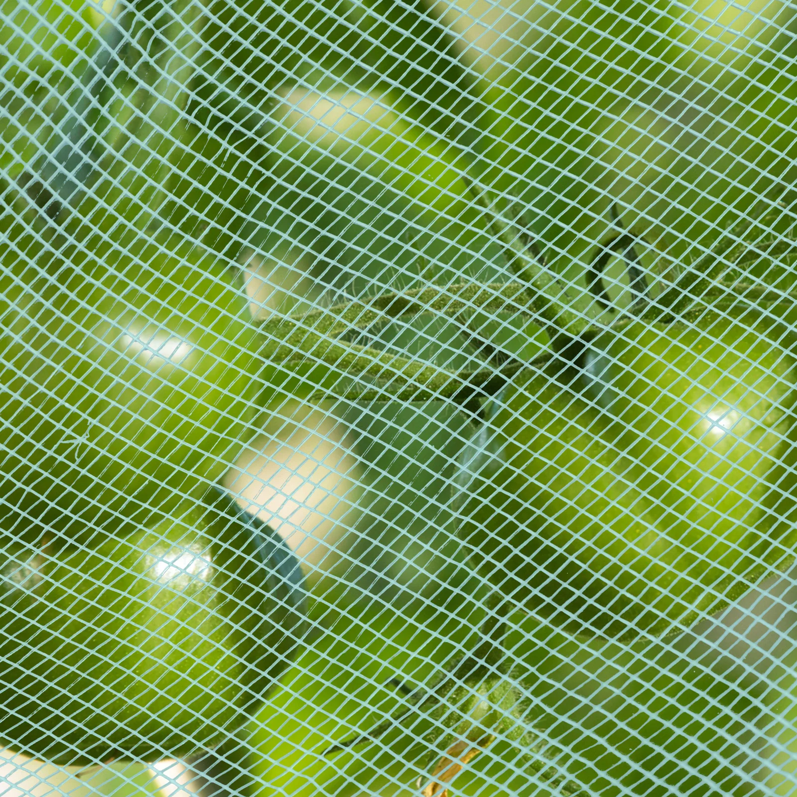 شبكة حديقة شبكية خضراء فائقة الدقة لحماية النباتات، غطاء حاجز حشرة غزال قابل لإعادة الاستخدام، شجيرات نفق صف السرير #6