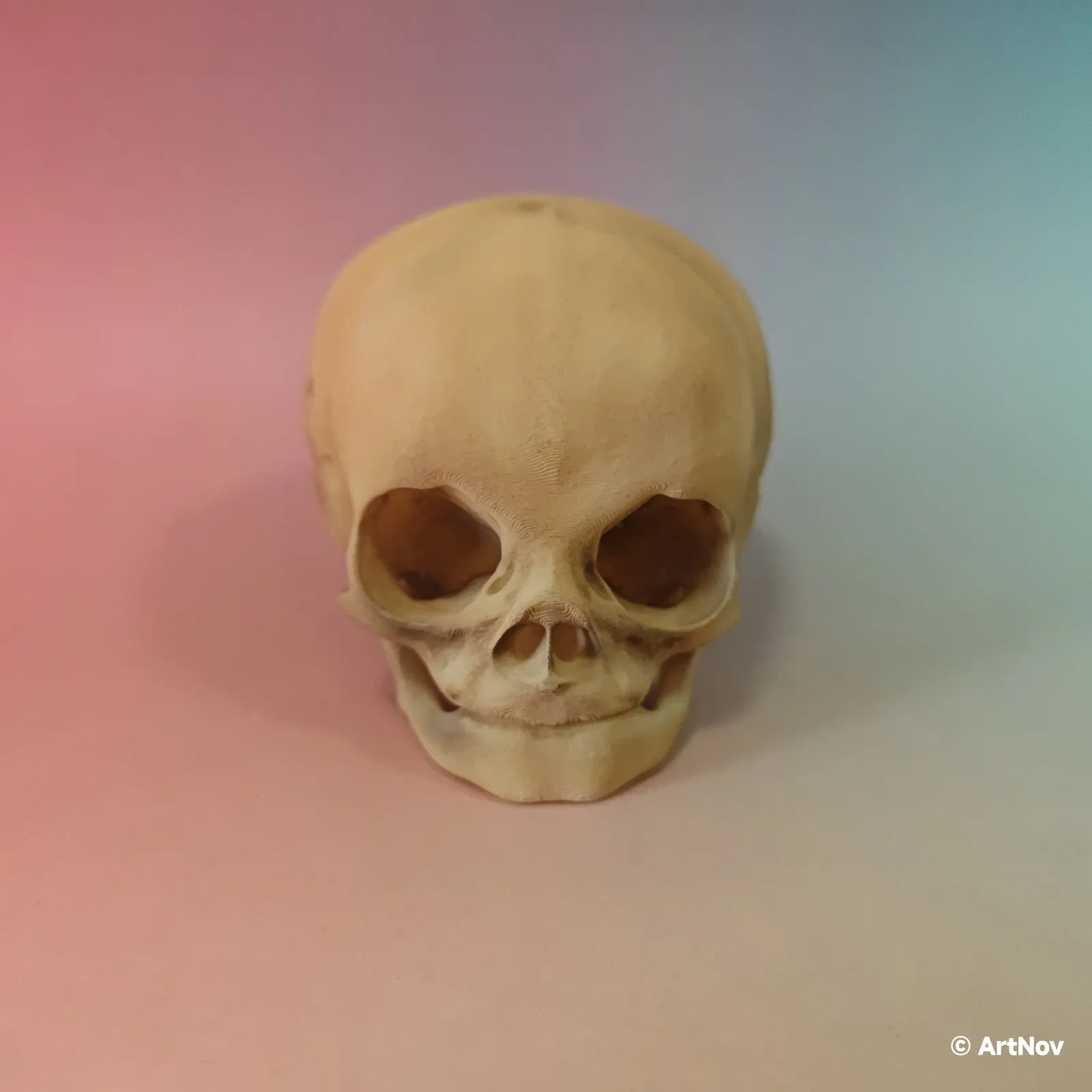 1/4 Simulated Skull Ornaments Head Model for 12