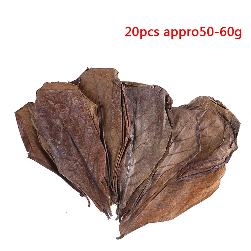 20pcs Natural Leaves Almond Tree Indian Almond Tree Olive Leaf For Aquarium Water To Balance PH Acidity
