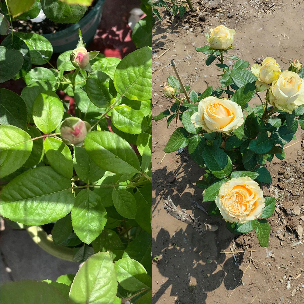 30 جرام Bacillus Subtilis الأسمدة العضوية الميكروبية الأسمدة القابلة للذوبان في الماء تحمي النباتات تنظيم بيئة التربة #5