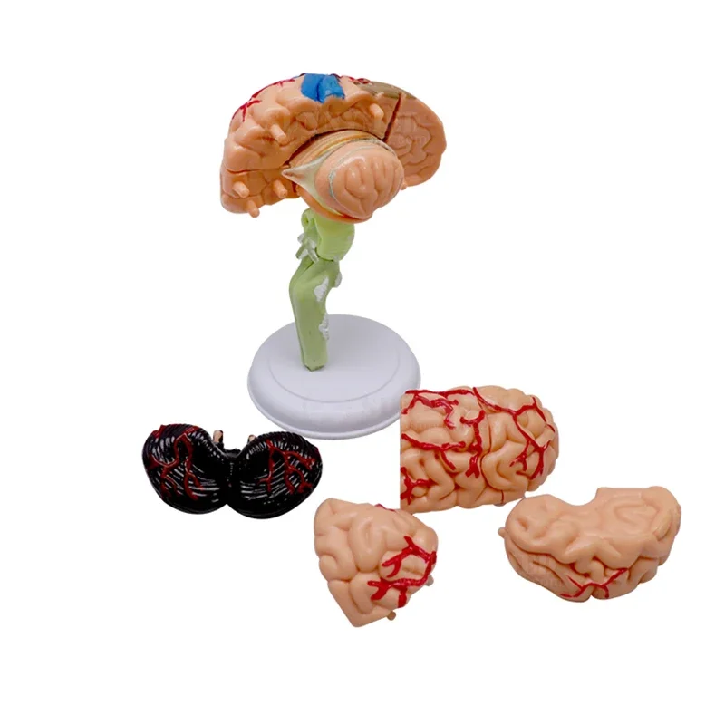 N012 Teaching Brain Head Model Sectioned Anatomy Educational Tool for Human Organ Face And Head Learning