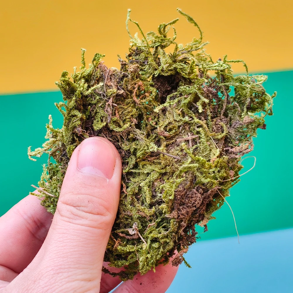 مصغرة الاصطناعي وهمية موس نموذج النباتات الخضراء الحياة الأبدية موس العشب DIY بها بنفسك الحرف حديقة المنزل المشهد العسكري ديكور 1 قطعة #3