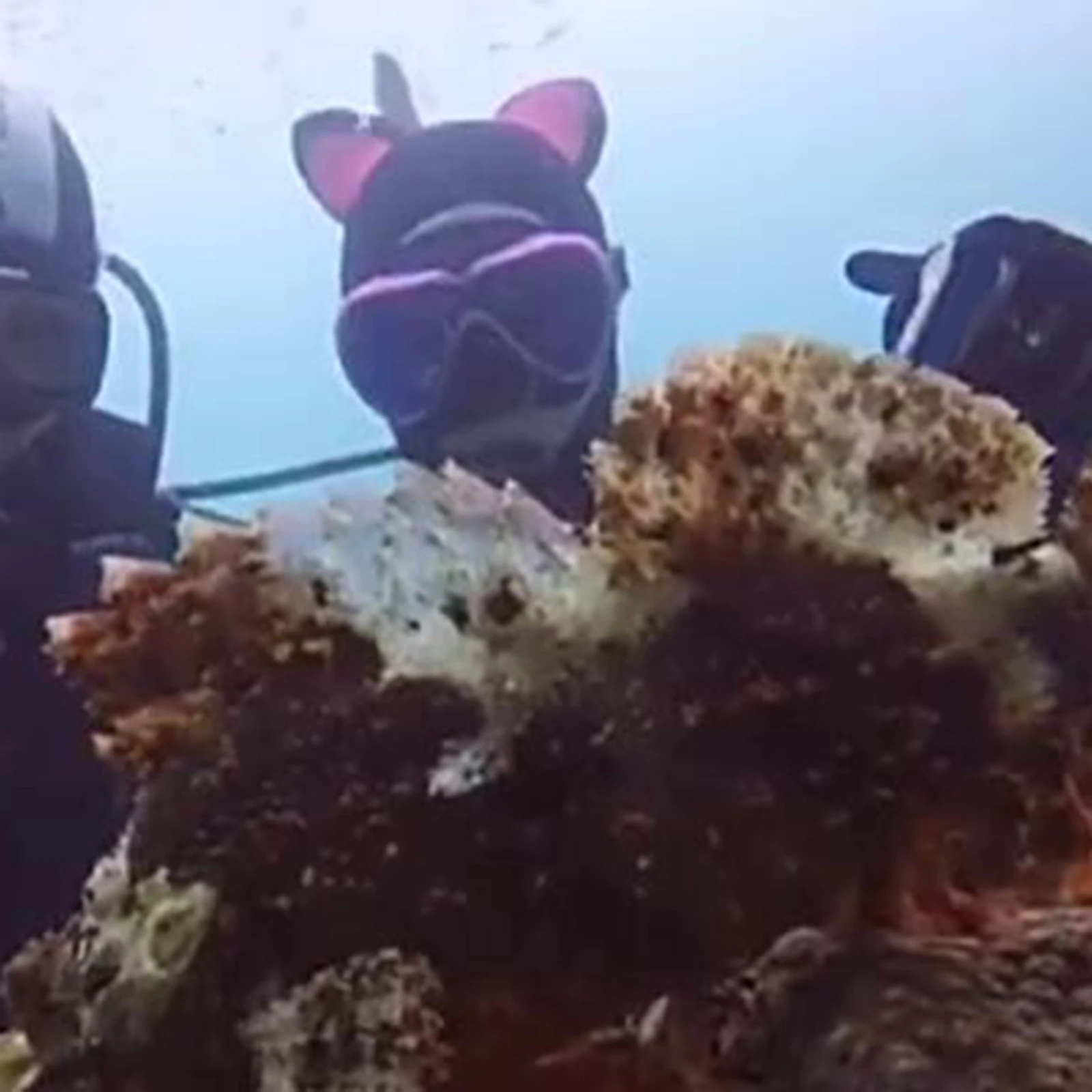 Simpatico cappuccio per immersioni subacquee con orecchie di gatto per donne e bambini, estensibile per lo snorkeling, il nuoto, comodo da indossare