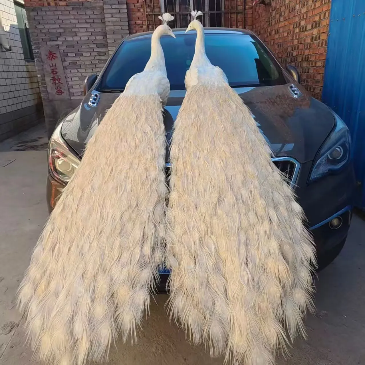 

about 150cm pairs Beautiful White Simulation Peacock Models Foam And Feather Peacock Gift Home Decor Artificial Bird